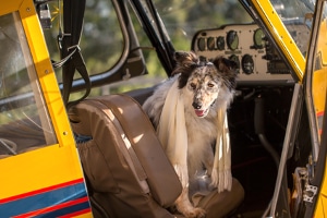 Beste Autostaubsauger: Hundehaare, Sand und Staub, sie müssen alles bewältigen können.